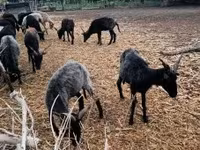 Pecora, Racka sheep — foto 5