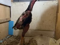 Chickens — 사진 2