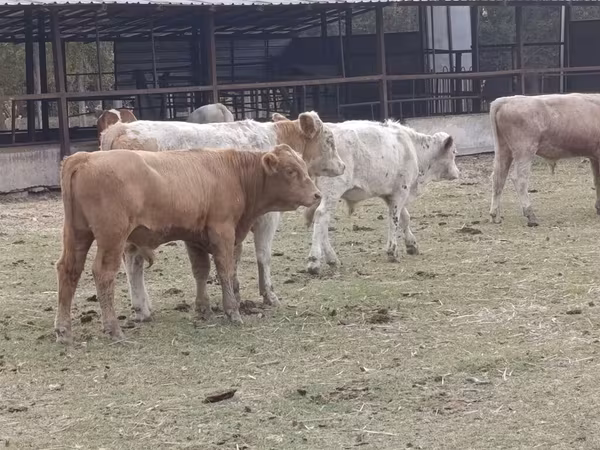 گاو نر, نژاد آولی‌اکول