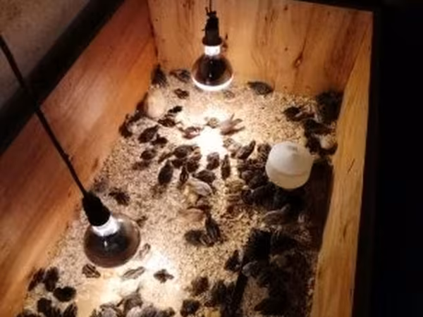 Quails