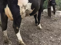 Krava, Russian Black pied cattle — fotografija 5