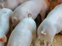หมูป่าตัวผู้, Пьетрен — รูปภาพ 4