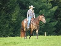 公马, Quarter Horse — 照片 4