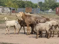 แกะตัวผู้, Hissar sheep — รูปภาพ 1