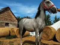 雄馬, Lipizzaner — 写真 1