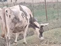 Mucca, Russian Black pied cattle — foto 8