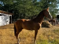 Yegua, Dutch warmblood horse — foto 5