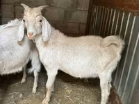 Ri’ dhaddig, Goats — sawirka 3