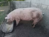 หมูป่าตัวผู้, Крупная белая — รูปภาพ 1