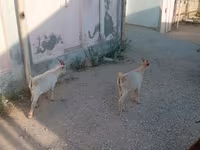 Kambing jantan, Goats — foto 6