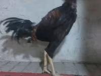 Chickens — ảnh 3
