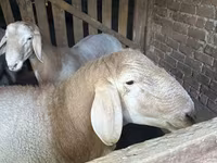 Montone, Arashan sheep — foto 6