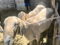 숫양, Rhon sheep — 사진 5