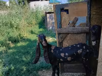 Koza, Kamori goats — foto 2
