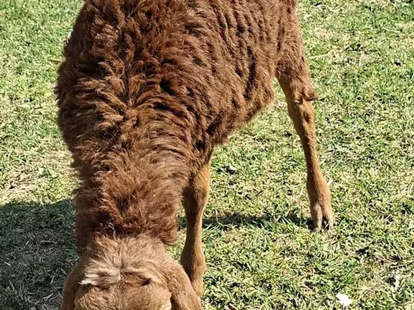 Schapen (partij, geslacht niet gespecificeerd), Schapen