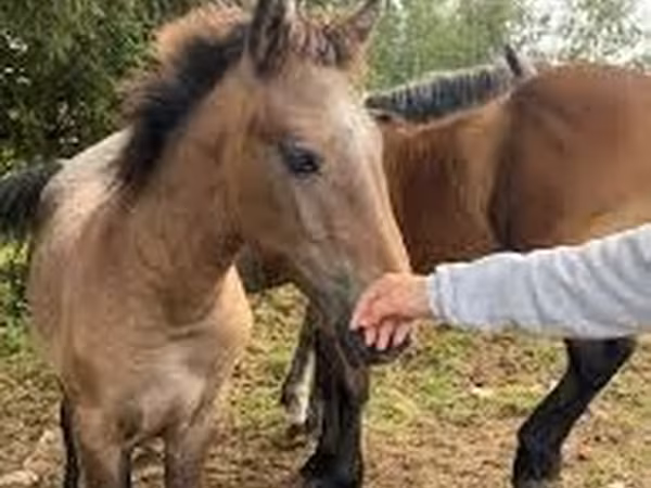 Horse (M), Horses — Moldova