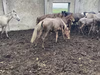Kuda betina, Horses — foto 4