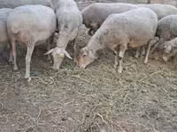 میش, گوسفند — عکس 6