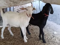 Jarac, Nubian Goat — fotografija 6