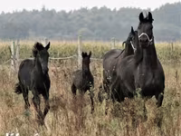 Faras, Dutch warmblood horse — sawirka 6
