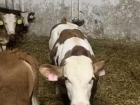 گاو نر, Simmental cattle — عکس 2