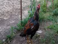 Chickens — عکس 3