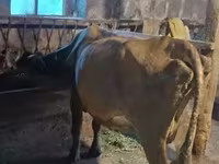 Lo’, Cattle — sawirka 3
