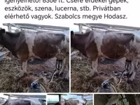 Αγελάδα, Simmental cattle — φωτογραφία 1