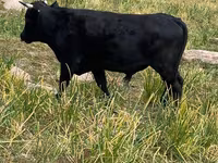 ወንድ በሬ, Cattle — ፎቶ 1