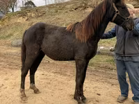 Cavallo, Black Sea breed — foto 4