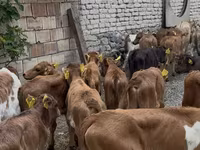 گاو نر, گاو — عکس 2