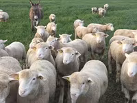 숫양, Ile-de-France sheep — 사진 6