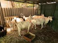 Buk, Saanen goat — foto 3