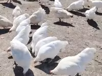 أستراليان بيت غيم فاول — الصورة 2