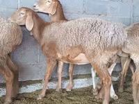 母羊, Sheep — 照片 1