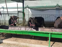 Lembu ternakan (lot, jantina tidak dinyatakan), Cattle — foto 3