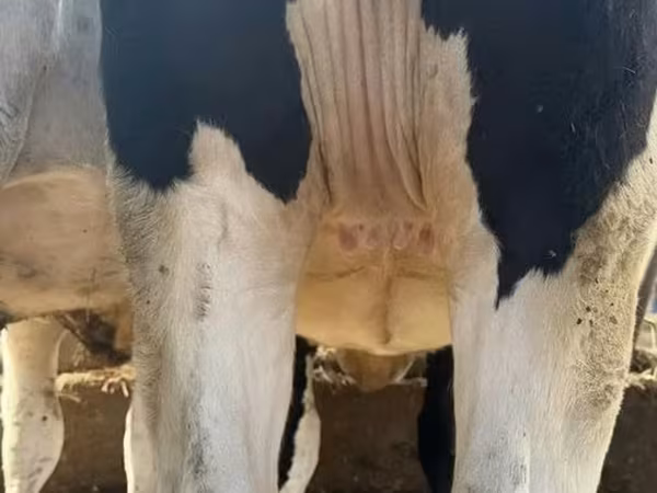Mucca, Razza Holstein