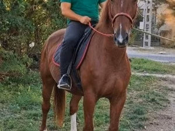 اسب نر, Kisber felver
