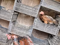 Chickens — Foto 3