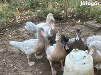 Ducks — عکس 2