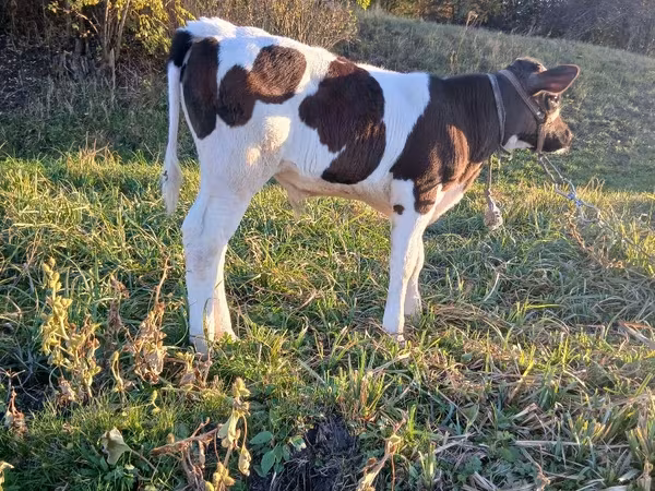 Touro, Russian Black pied cattle