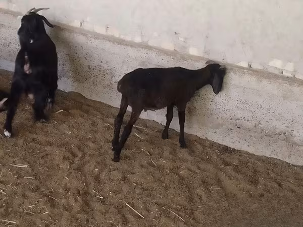 Bélier, Moutons