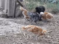 डेनिश हेन — फ़ोटो 3