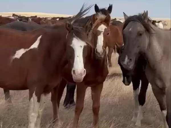 კვიცი, Horse breed