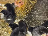 Chickens — foto 3