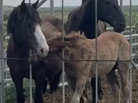 مادیان, Percheron — عکس 2
