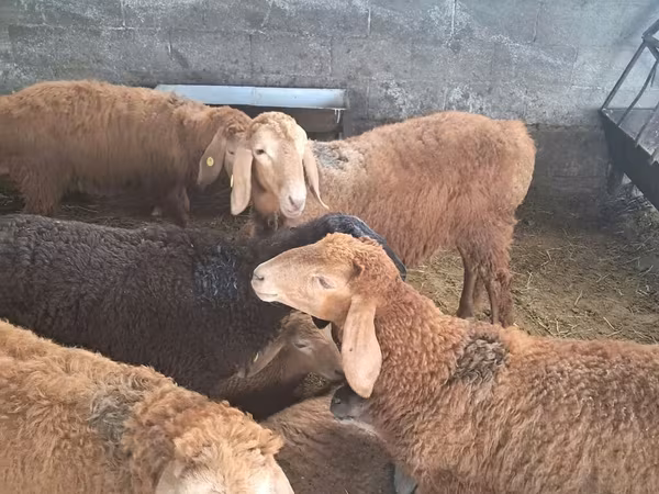 Kambing jantan, Sheep