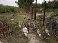 Turkeys — photo 2