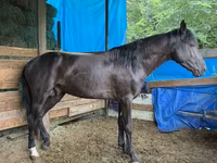 Cheval, French Trotter — photo 1