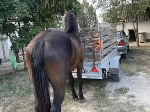 Farasi dume, Friesian